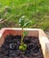 Young Japanese loquat plant in earth