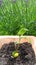 Young Japanese loquat plant in earth