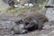 Young Japanese macaques playing.