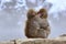 Young Japanese macaques snow monkey hugging at Jigokudani Monkey Park in Nagano in Japan