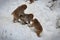 Young Japanese macaques snow monkey playing at Jigokudani Monkey Park in Japan