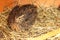 Young japanese quail sitting on straw