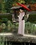 Young Japanese Woman in Pink Kimono with Parasol Standing in a Garden