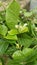 Young jasmine flowers ready to bloom in time are sure to smell good and fresh