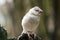 the young java finch is perched on a tree stump