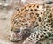 Young javan leopard - Panthera pardus