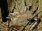 Young jays. Chicks sitting in the nest. Family of birds.