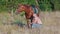 Young jock squatting next to the horse, scratching his mane in the field on a sunny summer day