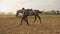 Young jockey girl leads her horse by arena during beautiful sunset, slow motion