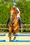 Young Jockey on horse at regional competition  jumping over obstacle