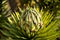 Young Joshua Tree Bloom