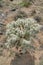 Young Joshua tree plant at Joshua Tree National Park viewed on a sunny day