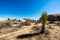 Young Joshua Trees Growing in the Desert