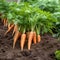Young juicy carrots on a bed in the garden, eco products. Generative AI