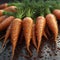 Young juicy carrots on a bed in the garden, eco products, Generative AI