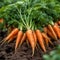 Young juicy carrots on a bed in the garden, gardening theme. Generative AI