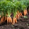 Young juicy carrots on a bed in the garden, gardening theme. Generative AI