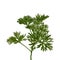 Young juicy stalk of Artemisia absinthium with lush green leaves, isolated on white background. Wormwood close-up, also known as