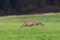 Young jumping roebuck capreolus in green meadow, legs in air