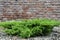 Young juniper Bush. Landscape design. The design of flowerbeds