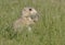 Young juvenile black-tailed prairie dog eating grass