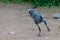 A young juvenile Greater Flamingo Phoenicopterus roseus stands practicing walking after being a newly hatched baby out of the