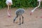 A young juvenile Greater Flamingo Phoenicopterus roseus stands practicing walking after being a newly hatched baby out of the