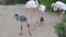 A young juvenile Greater Flamingo Phoenicopterus roseus stands practicing walking after being a newly hatched baby out of the eg