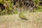 Young Juvenile Green Woodpecker On Garden Lawn In Summer