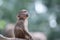 A young juvenile Hamadryas Baboon looking up at the sky