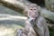 A young juvenile Hamadryas Baboon munching eating some food held in its hand