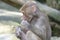 A young juvenile Hamadryas Baboon munching eating some food held in its hand