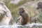 A young juvenile Hamadryas Baboon in the wild eating grasses