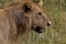 Young Juvenile Male Lion Profile