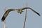 A Young Juvenile Osprey in Flight Shortly after Fledging