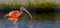 Young juvenile red scarlet ibis standing in the water, colorful tropical bird specie from Africa