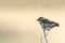 A young or juvenile Sedge Warbler, Acrocephalus schoenobaenus, UK.