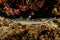 young juvenile whitetip reef shark resting in a cave