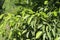young kaffir lime leaves