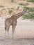 Young Kalahari Giraffe