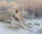 Young Kalahari Lion Leo panthera resting on the dunes at sunset, Kgalagadi Transfrontier Park, Kalari, Northern Cape, South