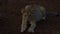 Young Kalahari Lion Leo panthera resting on the Stones at sunset