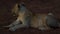 Young Kalahari Lion Leo panthera resting on the Stones at sunset