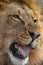 A young Kalahari male lion with its big yellow mane shows off its K9 teeth.