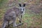 Young Kangaroo on east coast of Australia.