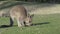 Young kangaroo grazing