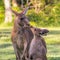 Young kangaroo kisses mother. Two wallaby in Australia.