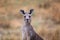 Young Kangaroo looking close-up