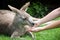 Young Kangaroo resting on a grass close-up. Woman feeding young kangaroo. Australian wildlife. Australia fauna