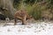 Young kangaroo on white sand